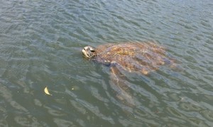 A Ginormous Turtle popping up to say "HEELLLOOO"